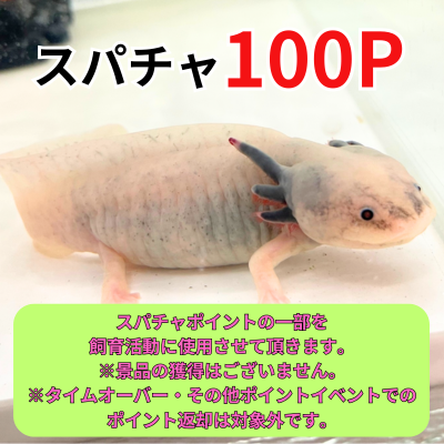 [Super Chat: 100] Let's all raise the axolotl "Immortal Pochi" together!